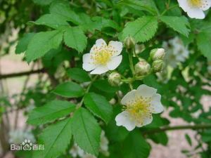 光葉山刺玫(變種)