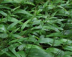 淡竹葉[禾本目禾本科植物]