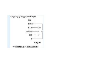 硫酸腦苷脂