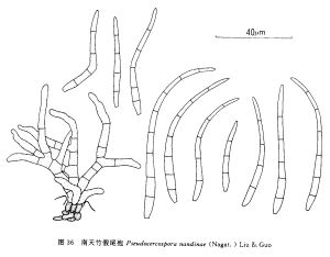 南天竹假尾孢