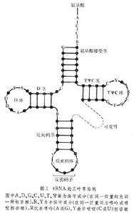 轉移核糖核酸