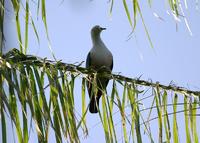 黑疣皇鳩