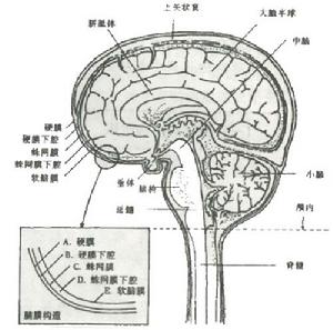 顱腦矢狀面結構略圖