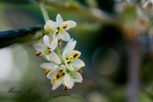 橄欖花[植物]