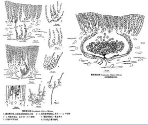 橢圓蜈蚣藻