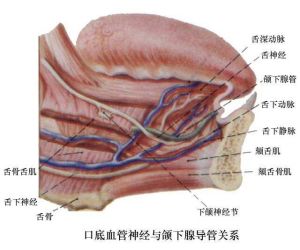 口腔解剖圖