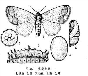 棗奕刺峨