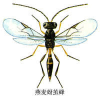 燕麥蚜繭蜂