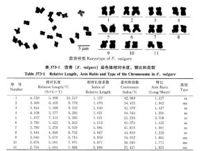 茴香屬