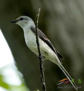 小灰山椒鳥