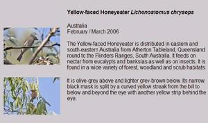 Yellow-faced Honeyeater