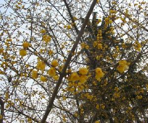 Chimonanthus praecox