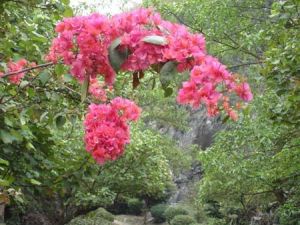 雲安縣杜鵑花生態觀賞園