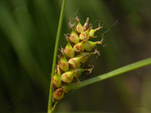 帶嶺薹草