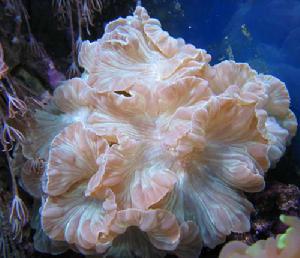 脊珊瑚