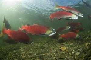 紅大馬哈魚