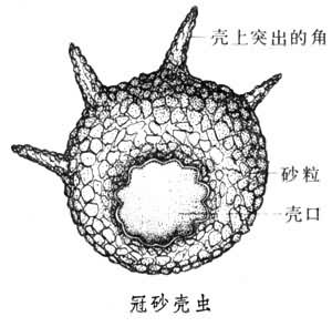 砂殼蟲屬