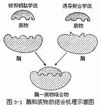 誘導契合學說 