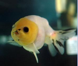 （圖）蘭壽金魚
