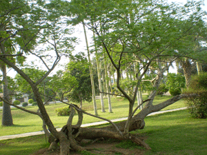 南亞植物園