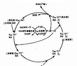 膽固醇氧化酶