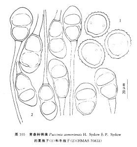 青森柄鏽菌