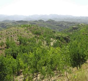 圖2 永和條棗種植基地