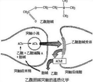 膽鹼酯酶