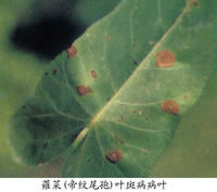 蕹菜（帝紋尾孢）葉斑病