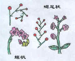 聚傘花序