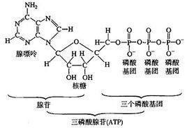 高能化合物