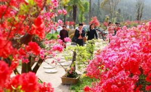 岳西映山紅文化月