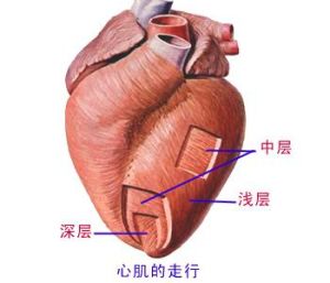 冬眠心肌