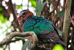 綠背金鳩指名亞種