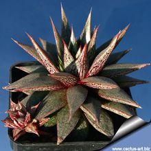 Echeveria purpusorum 原始大和錦