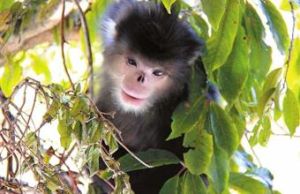緬甸金絲猴