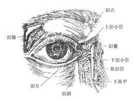 淚器疾病