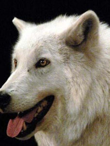 Arctic wolf