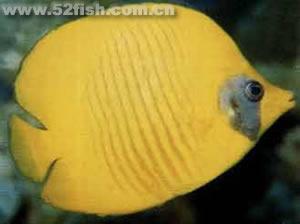 紅海黃金蝶魚