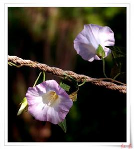 Anemone hupehensis