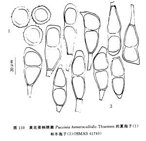 黃花菜柄鏽菌