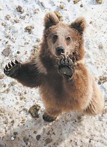 棕熊天山亞種