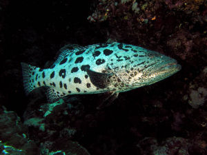 藍身大斑石斑魚