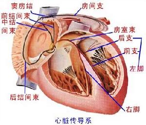 心臟傳導阻滯