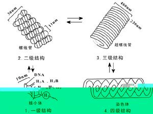 染色體遺傳學說