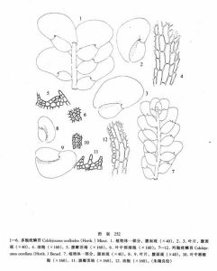 多胞疣鱗苔