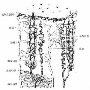 子宮內膜癌