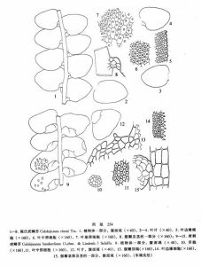 陳氏疣鱗苔