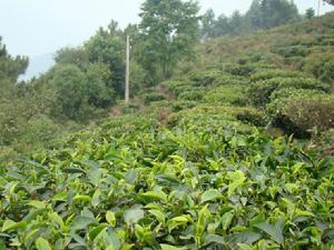 長壩村自然村-茶葉種植