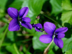 （圖）陽光下的野生紫羅蘭